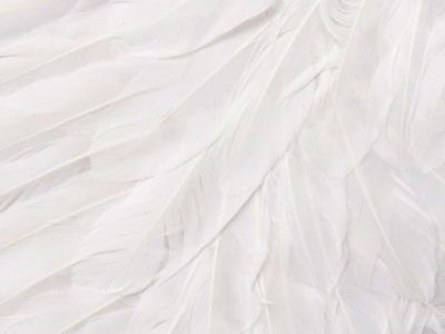 14983 014 XXX 01 400x300 - Angelska pernata velika bela krila  AX-14983
